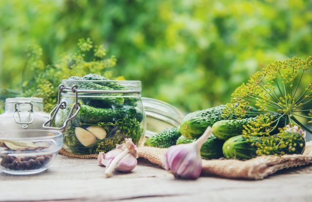 Preservation,Of,Fresh,House,Cucumbers.,Selective,Focus.,Nature