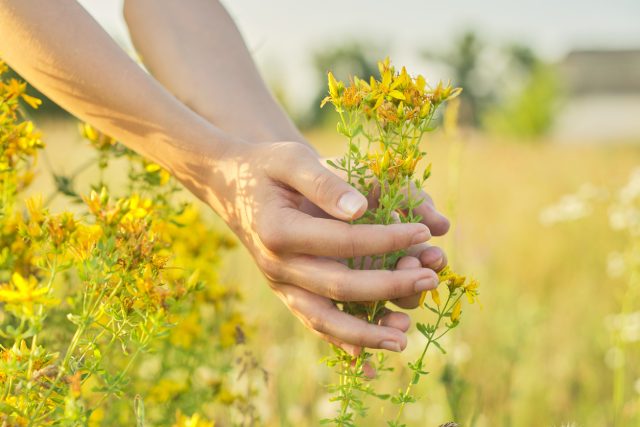 Yellow blooming St. John's wort hypericum in girls hand
